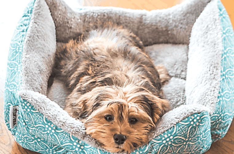 closeup-shot-cute-adorable-sad-looking-domestic-shih-poo-type-dog-indoors (1)