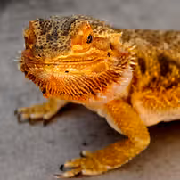 11062b_793f2d7c920542d3940388667d2b4ecb~mv2