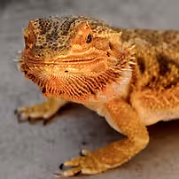 11062b_793f2d7c920542d3940388667d2b4ecb~mv2