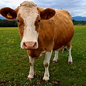 cow