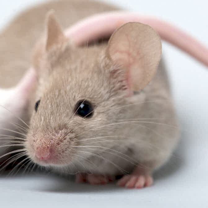 cute-brown-mouse